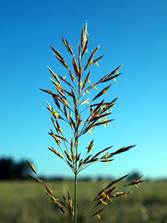 http://www.nps.gov/wica/naturescience/images/Smooth-Bromegrass.jpg